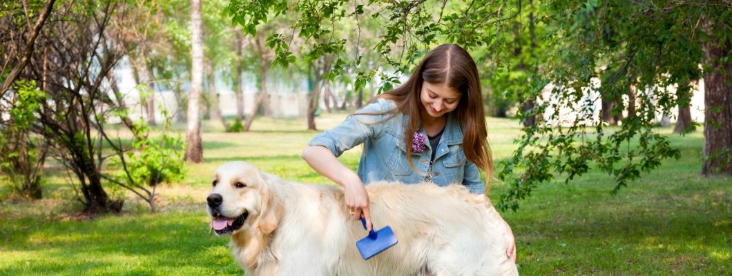 K?pek Nas?l Temizlenir K?pek Nas?l Temizlenir